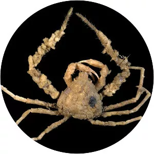 Scorpion spider crab