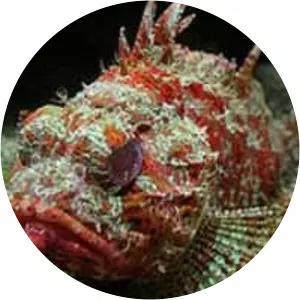 Scorpionfishes - Fish
