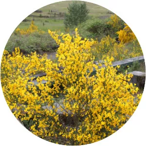 Scotch broom