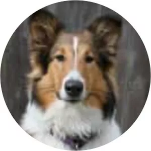 Scotch Collie