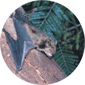 Scotorepens - Animal