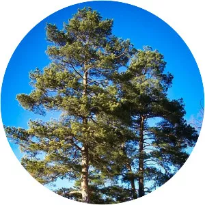 Scots pine