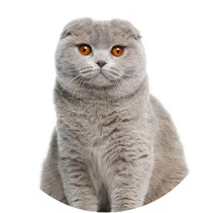 Scottish Fold
