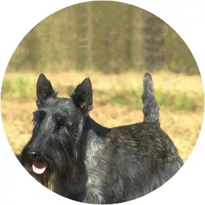 Scottish Terrier