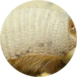 Screaming hairy armadillo - Animal