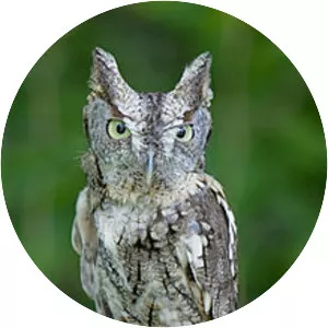 Screech owl