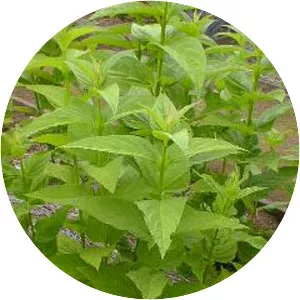 Scrophularia ningpoensis