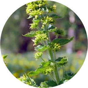 Scrophularia vernalis