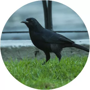 Scrub blackbird