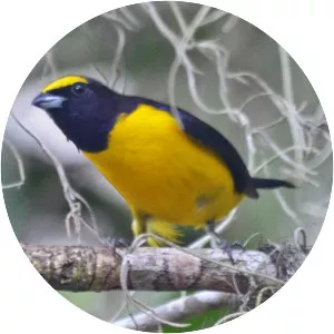 Scrub euphonia