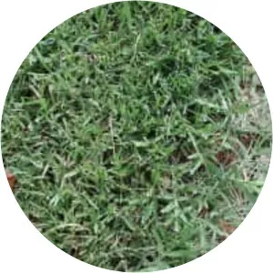 Scutch grass - Plants