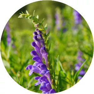 Scutellaria baicalensis - Plants