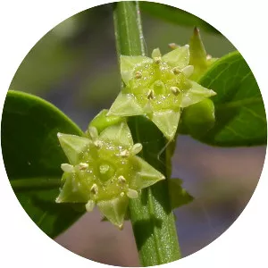 Scutia buxifolia - 