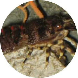 Scyllarus arctus