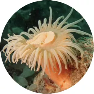Sea anemones and corals