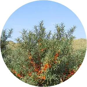 Sea buckthorns