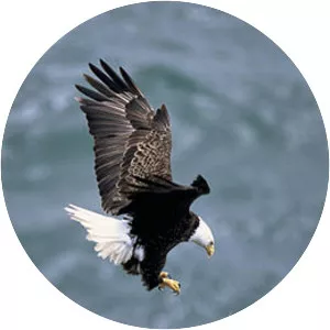 Sea eagle