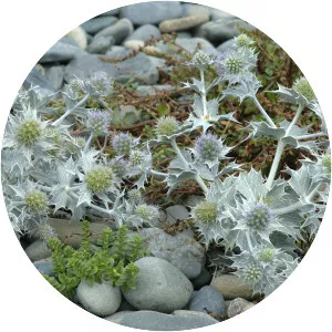 Sea holly (Deniz Boğadikeni)