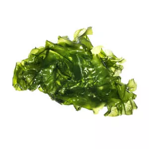 Sea lettuce
