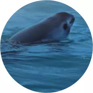 Sea of Shadows - 2019 ‧ Documentary ‧ 1h 46m