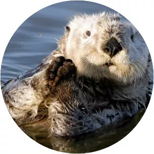 Sea otter