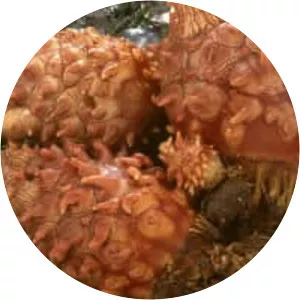 Sea pineapple - Animal