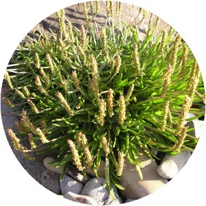 Sea Plantain - Plants