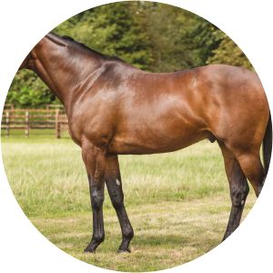 Sea The Moon - Horse