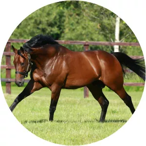 Sea the Stars - Horse