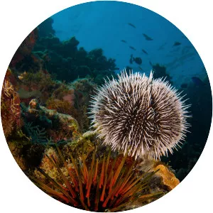 Sea urchin - Animal