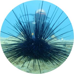 Sea urchins