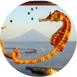 Seahorse House Minamikyūshū