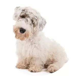 Sealyham Terrier