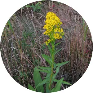 Seaside goldenrod