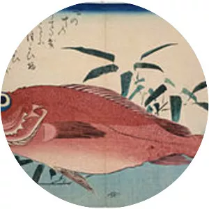 Sebastes matsubarai
