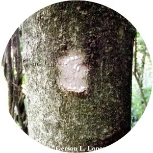 Sebastiania brasiliensis - 