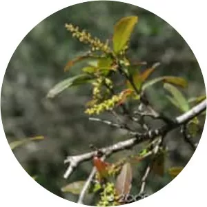 Sebastiania commersoniana - 