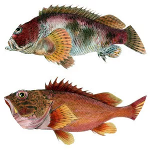 Sebastiscus marmoratus