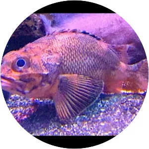 Sebastolobus macrochir - Fish