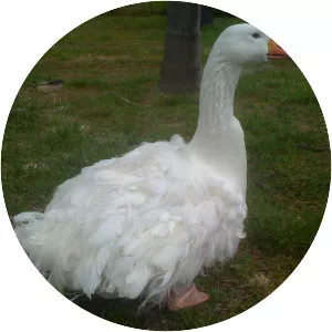 Sebastopol goose