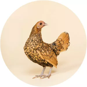 Sebright chicken