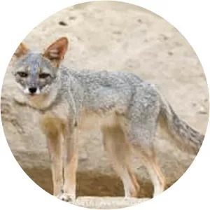 Sechuran fox - Animal