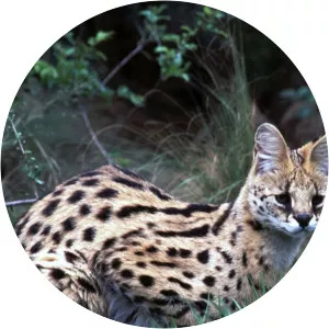 Secret Creatures of JaoSince 2010