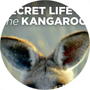 Secret Life of the KangarooSince 2016
