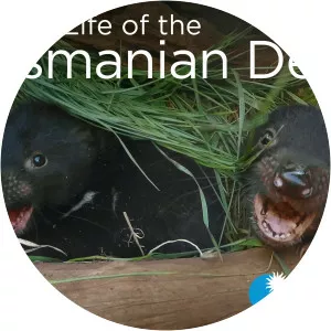 Secret Life Of The Tasmanian Devil - 2016 ‧ 1 season