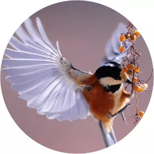 Secret NatureSince 2004