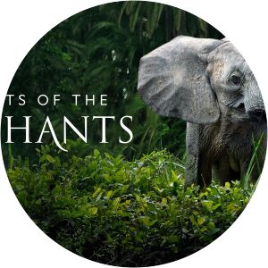 Secrets Of The Elephants