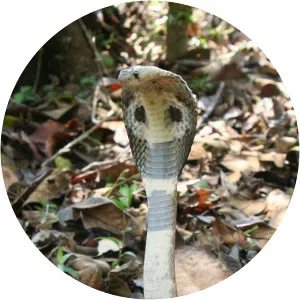 Secrets of the King CobraSince 2009 - TV program