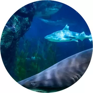 Secrets of the Ocean RealmSince 1997