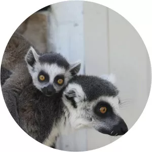 Secrets Of The Zoo: Down UnderSince 2020